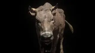 RE4r - When the Cow is Mad