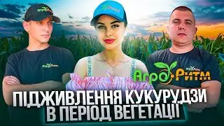 УРОЖАЙ КУКУРУДЗИ=АЗОТ В РЯДОК+ЦИНК ПО ЛИСТУ.ЯК?КОЛИ?ЧИМ?