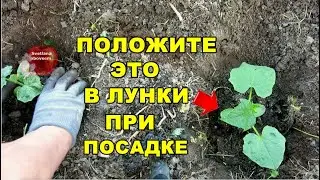 САЖАЮ ОГУРЦЫ ТОЛЬКО ТАК.ПОЛОЖИТЕ ЭТО В ЛУНКУ ПРИ ПОСАДКЕ.БУЙНЫЙ РОСТ И ОГРОМНЫЙ УРОЖАЙ ГАРАНТИРОВАН