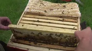 Срочное расширение пчёл перед главным медосбором!