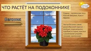 Что растёт на подоконнике. Комнатные цветы.