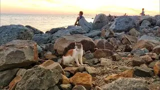 Ейская коса на закате. Красный закат в Азовском море