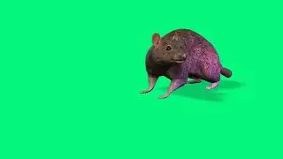 Animation Of Cute Gray Rat On Green Screen 4k | By Creator Stockify