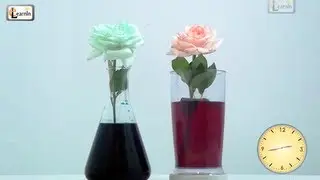 Colored flowers | Color changing flower experiment  | Science experiments for kids | Elearnin