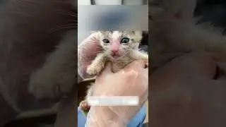Бездомную кошку с котятами спасла добрая девушка и забрала домой