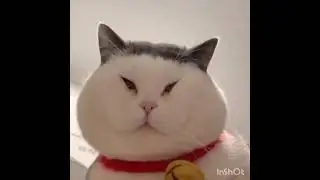 СМЕХ ДА ЮМОР: реакция кота на скрипку