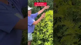 Туя Санкіст #садсвітласвітлани #garden #садівництво #хвойні#Туя Санкіст