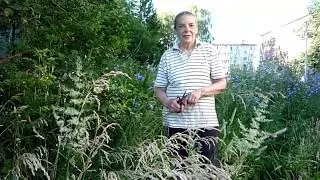Художник Вера Курочкина