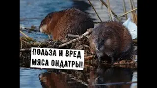 ✔ПОЛЬЗА И ВРЕД МЯСА ОНДАТРЫ🍖 ПОЧЕМУ ЕЕ НАЗЫВАЮТ ВОДЯНЫМ КРОЛИКОМ? 