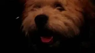 bobo dog