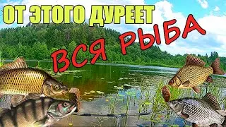 ЧТО ВЫБЕРЕТ РЫБА? ЖМЫХ или ГЕМАТОГЕН. Подводная съёмка.  Реакция рыбы.