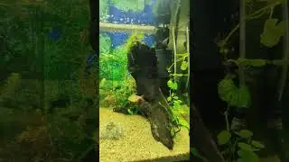 Купила новых рыбов: гурами и коридорасы
