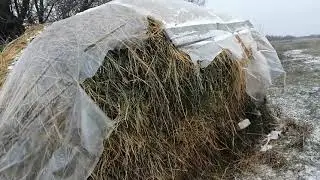 Как сохранилось сено до зимы под плёнкой. Раскрываю стог сеном.
