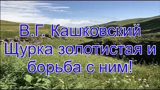 В. Г. Кашковский. Щурка золотистая и борьба с ним