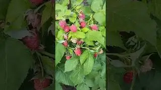 поспела ягодка малинка #shortvideo #лето #малина #огород #ягода #ягодамалинка