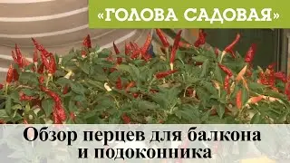 Голова садовая - Обзор перцев для балкона и подоконника