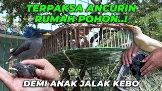 KACAUU..! ANAKAN JALAK KEBO MALAH KAWIN SAMA IBUNYA SENDIRI 😭