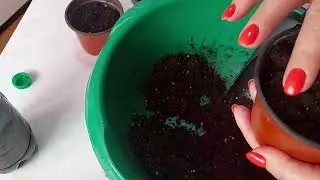 Посадка укорененных черенков пеларгонии, обновляю посадки, сохраняю расцветки