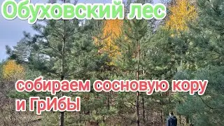 Прогулка по обуховскому лесу сосновая кора грибы и природа