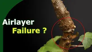 Fix Failed Airlayers (and Improve Bonsai Airlayer Success)