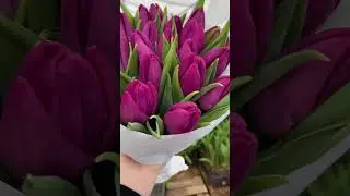 Супер тюльпани Purple prince насиченого фіолетового кольору 💜мій фаворит #вигонкатюльпанів #tulip