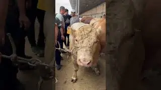 SHO‘RO MOL BOZOR AVLIKOL TAROZIDA JANJAL BO‘LDI TOSHI TO‘G‘RI KEMADI 54.000 SO‘M BARAKA