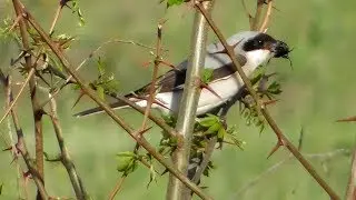 Чернолобый Сорокопут разделывает жука / Lesser Grey Shrike / Averla cenerina