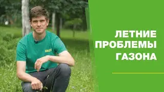 Летние проблемы газона FullHD