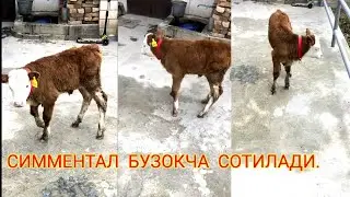 ХУРМАТЛИ  ДОСТЛАР  БУЗОКЧА  СОТИЛДИ
