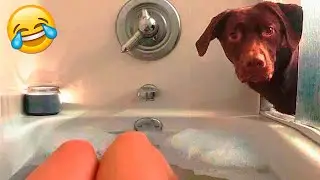 Funniest Cats And Dogs videos 2022  - Funny Animal Videos 😃