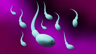 How to Animate Tutorial  Swimming Sperm Along Animation In After Effects ❤ After Effects Tutorial