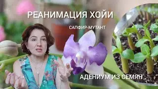 Реанимация хойи. Расцвел Сапфир-мутант. Адениумы удивляют.