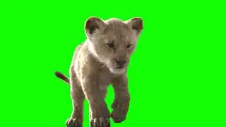 Lion Animation Green Matte HD | Chroma Key | Green Matte | SKY FX