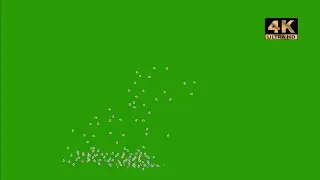 Cherry blossom petals falling green screen