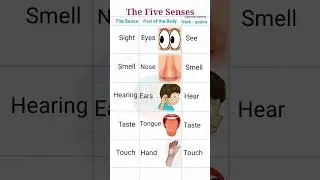 Five Senses / The Five Senses / Five senses of human body 