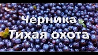 Черника. Тихая охота.