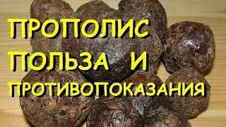 Прополис лечебные свойства и противопоказания