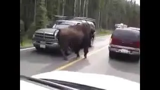 Bison on Road Бизон на дороге Юмор! Прикол! Смех