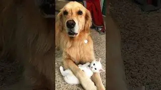 На это можно смотреть ВЕЧНО!! Смешные Кошки и Собаки! 😂😂😂 #Shorts