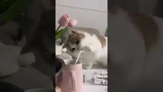 Taking sips of Drink 🍻 | Beautiful Cats | Humpty Hobbies