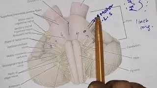 External structure of pons 