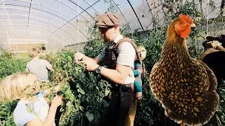 Turning a Greenhouse Into a Chicken Coop