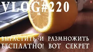 ВЛОГ№220 Лимоны, вырастить и размножить. Все секреты в одном видео.