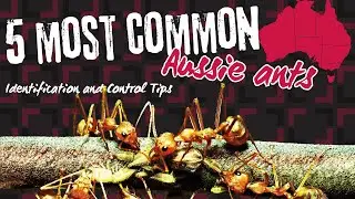 Australia's 5 Most Common Ants: Identification and Control Tips