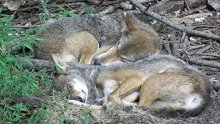 Red Wolves Snooze and Snuggle