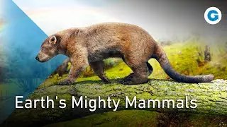 Meet The Bear Family: from Polar Bears to Brown Bears  | Full Wildlife Documentary