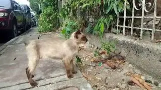 Beautiful Cats are everywhere 😊😁👍😲☺️😂