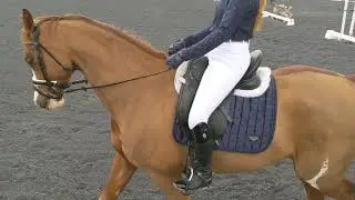 Amanda Braun - Commando (USDF First Level 3)