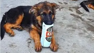 🍺😋Surprise for German Shepherd puppies. An empty iron beer bottle is a toy for these funny puppies.