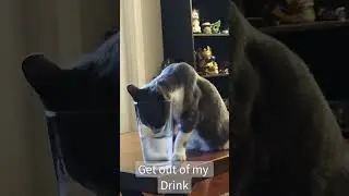 Get Out Of My Drink - Xena 🐈🐾